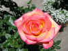100-0081_IMG_smaller.jpg (53626 bytes)